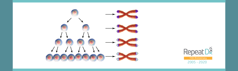 What is telomerase?