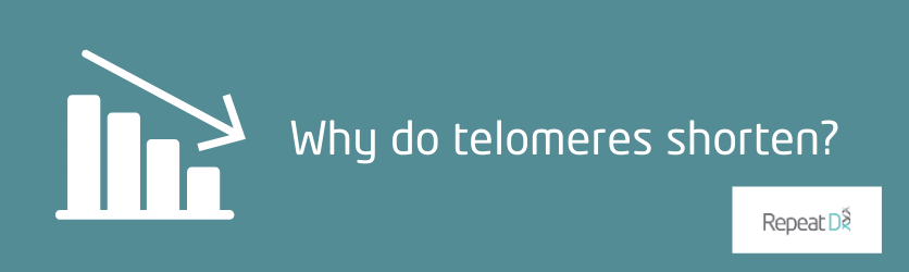Why do telomeres shorten