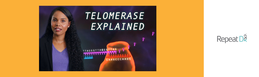 Telomerase Explained