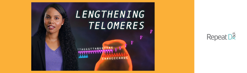Telomerase, aging and lengthening telomeres